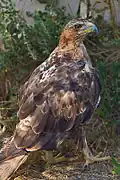 Aigle royal.