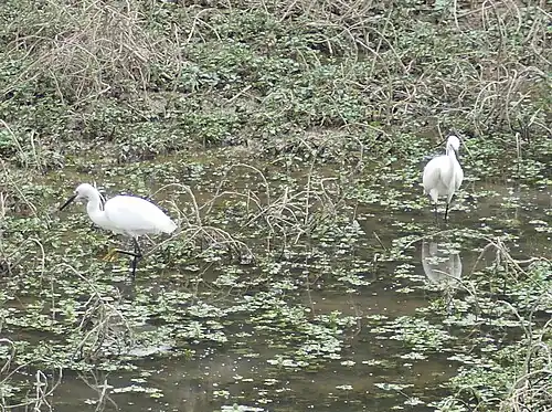 Deux Aigrettes garzettes en contrebas de la passerelle.