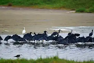Aigrettes Reserve naturelle de la grande Niayes de Pikine