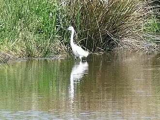Aigrette garzette.