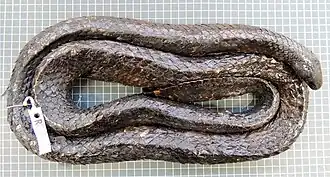 Description de l'image Aipysurus apraefrontalis specimen (SAMA R68142).jpg.