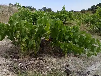 Cep d'airén B, le cépage de cuve le plus cultivé au monde.