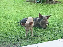 Puaka (cochons).