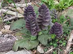 Vue du cousin foliaire de la plante.