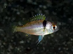 Parascolopsis eriomma.