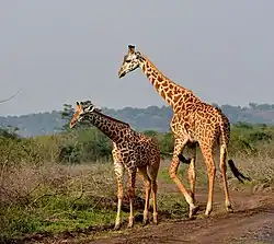 Girafe Masaï.