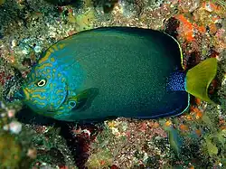 Chaetodontoplus chrysocephalus