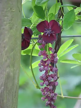 Description de l'image Akebia longeracemosa (14168601575).jpg.
