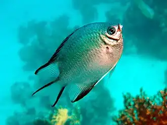 Amblyglyphidodon leucogaster