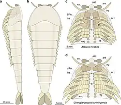 Les membres multisegmentés des fuxianhuides&nbsp;(en) pourraient représenter une forme intermédiaire entre les lobopodes et les appendices des arthropodes modernes.