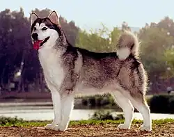 Photographie d'un chien de type lupoïde, ici un Malamute debout de profil, tête face à l'objectif, dont les proportions anatomiques rappellent celles du loup.