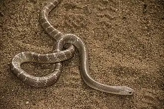 Spécimen peu coloré.