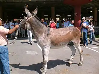Présentation d'un âne andalou