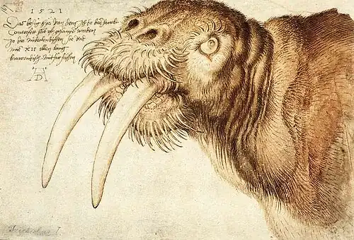 Albrecht Dürer, Dessin d'un morse, 1521.