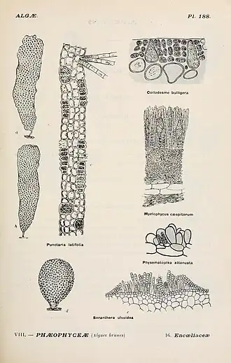 Description de l'image Album général des Cryptogames, Pl. 188.jpg.