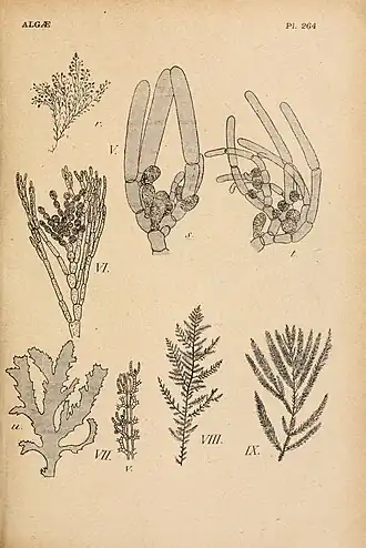 Description de l'image Album général des Cryptogames, Pl. 264.jpg.