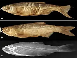 Description de l'image Alburnus scoranza (10.3897-zookeys.870.36235) Figure 3.jpg.