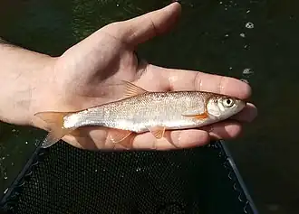 Description de l'image Alburnus vistonicus 128613015.jpg.