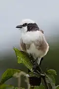 Individu en Tanzanie