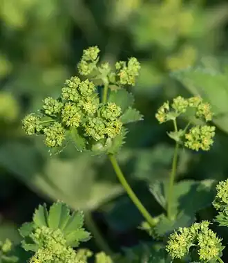Description de l'image Alchemilla monticola.jpg.