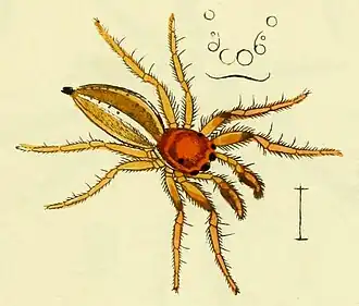 Description de l'image Alcmena pallida Koch (now Colonus pallidus).jpg.