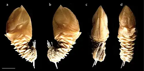 Alcockianum persona