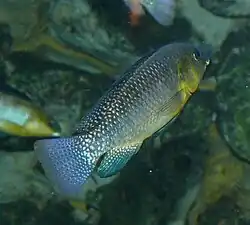 Mâle à l'aquarium de Berlin.