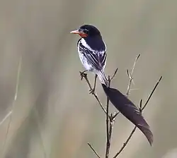 Yetapa risoria ou moucherolle à queue large, mâle (Alectrurus risora).