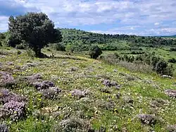 Guarrigue avec du thym rose en fleur, au loin un petit village