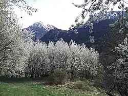 Photographie de Leschaux avec des merisiers en fleurs, blancs, surplombés par la roche Fleurie.