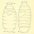 Pupes de Coelopa pilipes (A) et C. frigida (B) qu'A. obscurella a parasité. Chacune montre un trou d'émergence irrégulier.