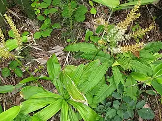 Description de l'image Aletris luteoviridis 1.JPG.