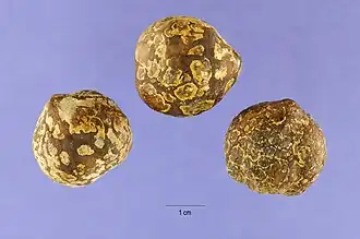 graines de bancoulier sèches (noix de bancoule).