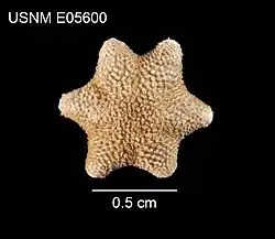 Aleutiaster schefferi (séchée, USNM).