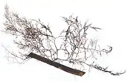 Les herbiers sont des habitats pour de nombreuses espèces. Les feuilles de zostères elles-mêmes sont le support d'algues épiphytes