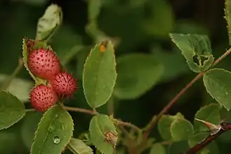 Galle de Diplolepis bicolor.
