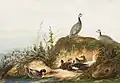 Canards et pintades, aquarelle, Salon de 1837