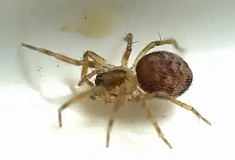 Description de l'image Alistra spp.jpg.