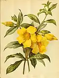 1891 - Allamanda cathartica par Robinson&nbsp;(en)