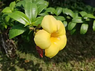 Description de l'image Allamanda in Bangladesh.jpg.