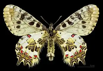 ♀ △Face ventrale