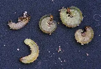 Description de cette image, également commentée ci-après