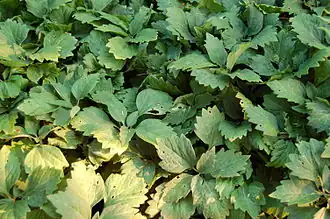 Pachysandra procumbens