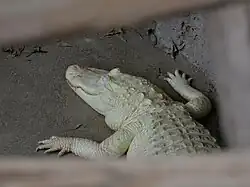 Alligator albinos
