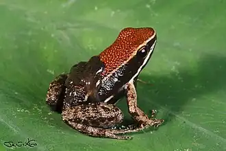 Description de l'image Allobates zaparo.jpg.