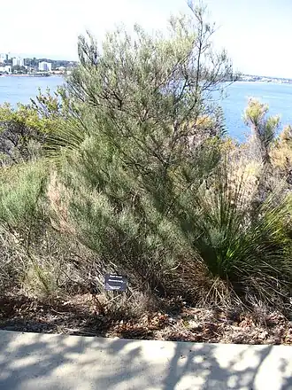 Description de l'image Allocasuarina humilis.jpg.
