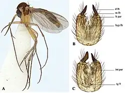 Allodia caligata.