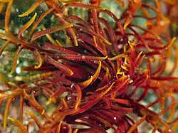 Pinnules orales d'une Alloeocomatella pectinifera