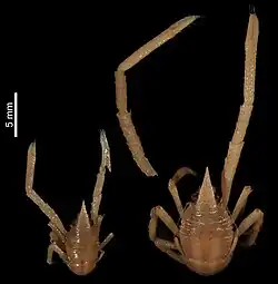 Allogalathea longimana.