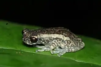 Description de l'image Allophryne ruthveni.jpg.